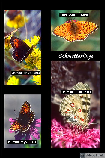 高山植物と高山蝶の写真