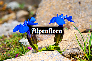 アルプス三名花の一つであるエンツィアンの写真