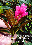 アルペンローゼの花の写真
