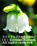 カンパヌラの花の写真