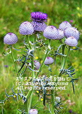 キルシウム・エリオフォルムの花の写真