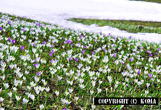 残雪の中から顔を出すクロクスの花の写真