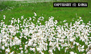 プリムラ・ミニマの花の写真