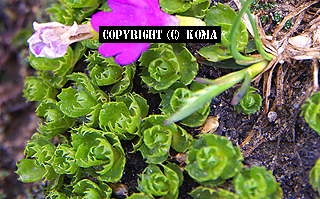 プリムラ・ミニマの花の写真