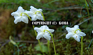 モネゼス・ウニフロラという花の写真