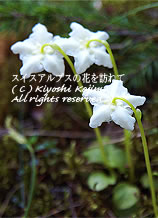 モネゼス・ウニフロラの花の写真