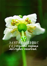 モネゼス・ウニフロラの花の写真