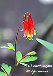シレネ・アカウリスの花の写真