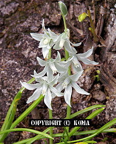 オーニソガラム・ウンベラトゥムの花の写真