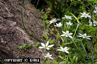 オーニソガラム・ウンベラトゥムの花の写真