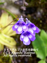 ムシトリスミレの花の写真