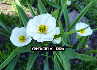 エピロビウム・アングスティフォリウムの花の写真