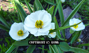 ラヌンクルス・クエフェリーの花の写真