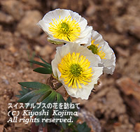 ラヌンクルス・グラキアリスの花の写真