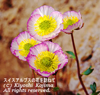 ラヌンクルス・グラキアリスの花の写真