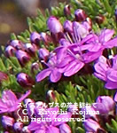 シレネ・エクスカパの花の写真