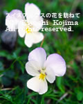 ウィオラの花の写真