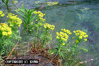 湖水の中で咲くエウフォルビア（トウダイグサ）の花の写真