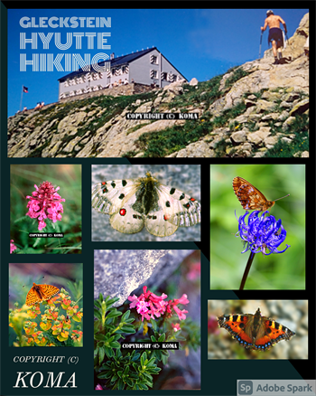 高山植物と高山蝶の写真