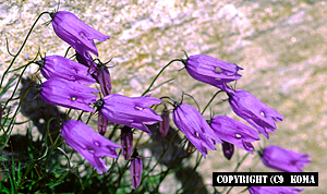 カンパヌラという花の写真