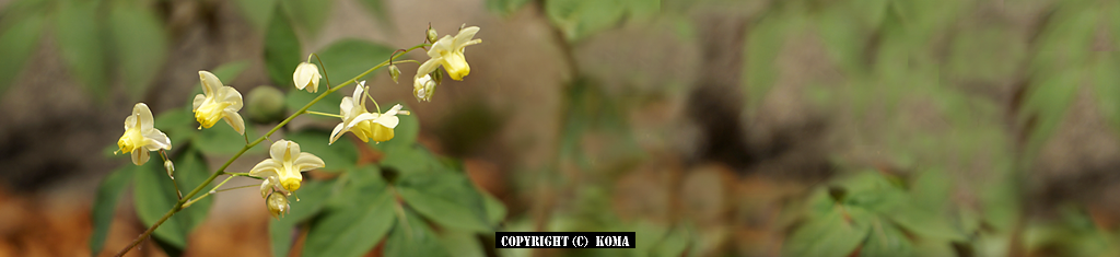 イカリソウの花の写真