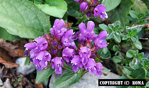 ウツボグサの花の写真