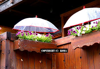 美しい花と雨と雨傘の写真