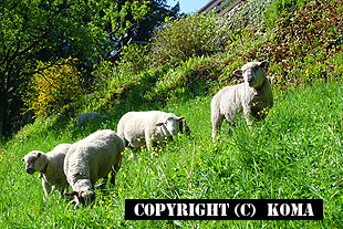 草を食む羊の写真