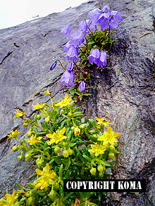 高山植物の写真
